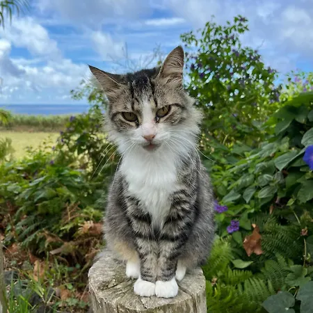 Kamelie, Floramar